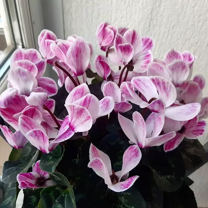 5 belles plantes qui fleurissent en hiver 832_32