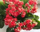 5 plante frumoase care înfloresc în timpul iernii 832_34