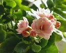 5 vackra växter som blommar på vintern 832_37