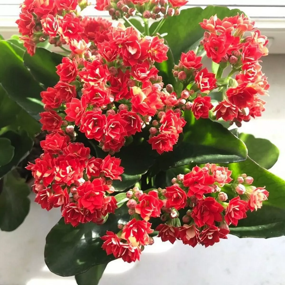 5 prachtige planten dy't yn 'e winter bloeie 832_38