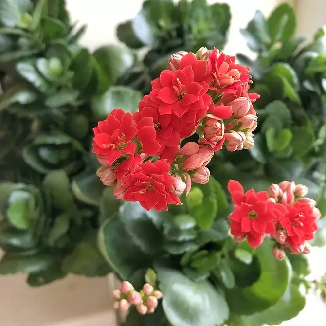 5 прелепих биљака које цвјетају зими 832_39
