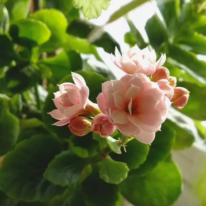 5 hermas plantas que florecen no inverno 832_41