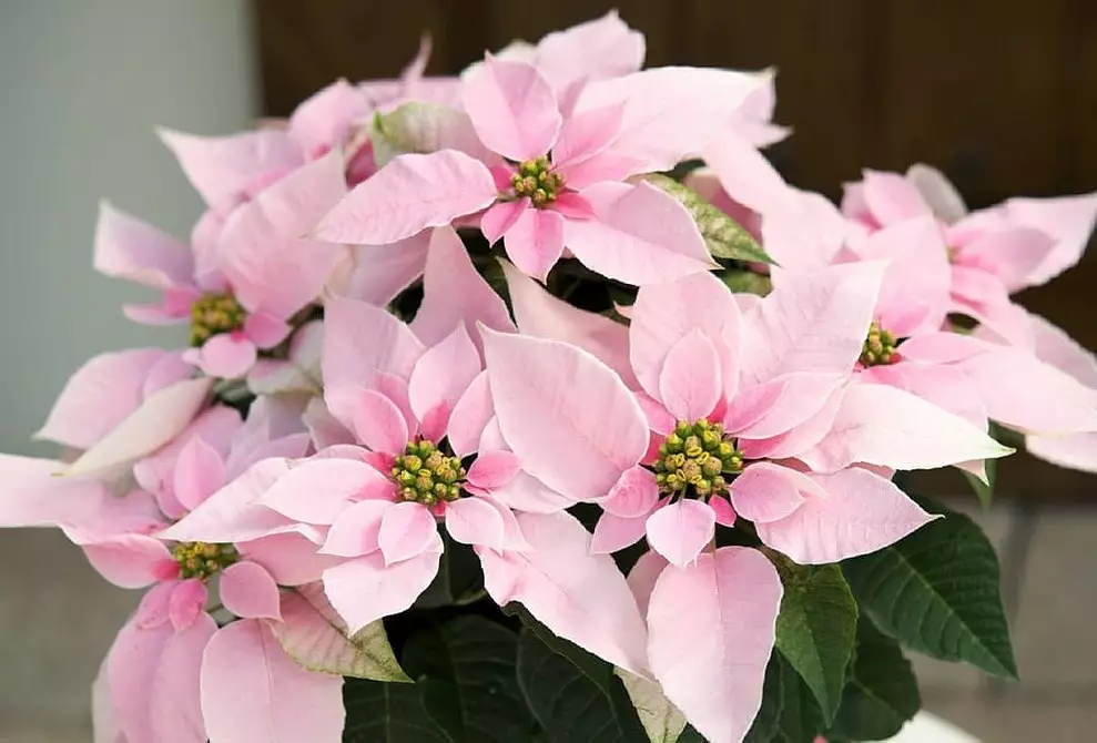 5 mooie planten die in de winter bloeien 832_8