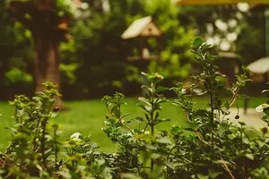 Combattere le briciole nel terreno del giardino: 5 modi 8347_1