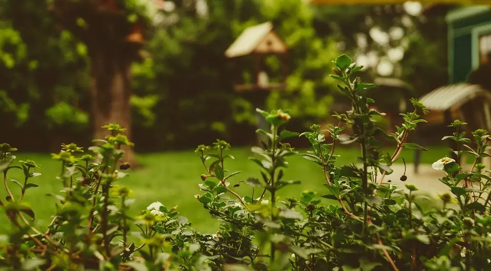 Lutando migalhas no enredo do jardim: 5 maneiras