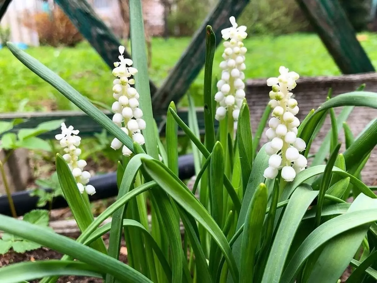 Wie kann man den Gartenarbeit erleichtern: 9 gewöhnliche Ideen 8454_44