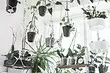 How to add indoor plants in the interior if absolutely no place