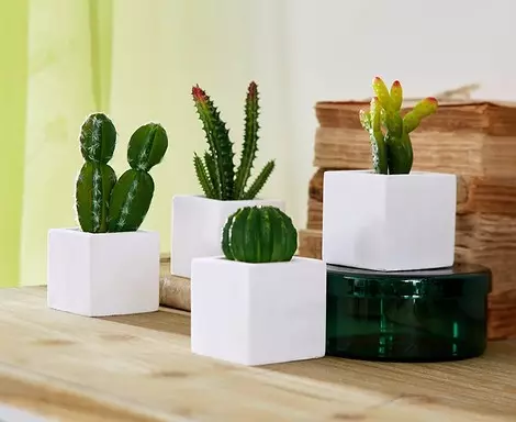 ხელოვნური Cacti