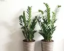 7 پودوں جو ایک ماہ (یا اس سے بھی زیادہ!) کو پانی نہیں دے سکتا 8737_3