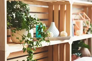 11 perfect plants for decorating open shelves (compact and beautiful!) 8746_1