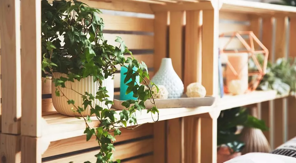 11 perfect plants for decorating open shelves (compact and beautiful!)