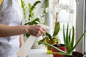5 корисних биљака које су лако расти код куће 8752_1