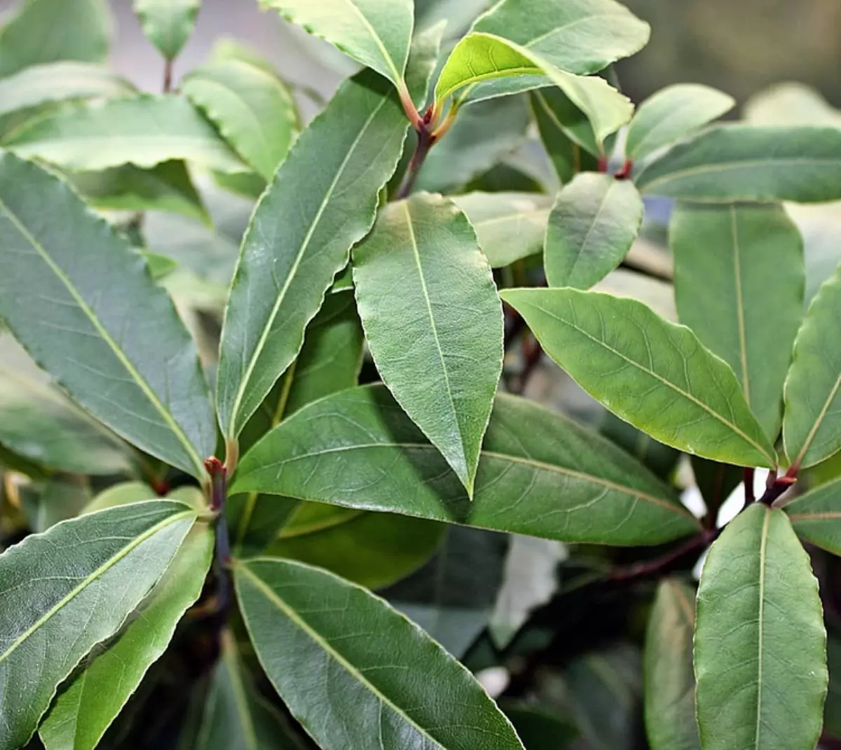 家で成長するのが簡単な5つの有益な植物 8752_18