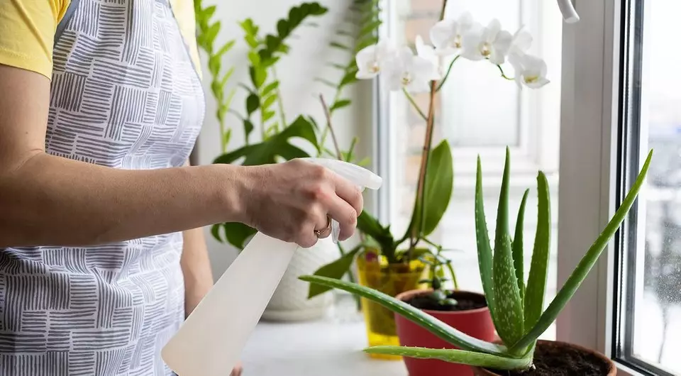 5 корисних биљака које су лако расти код куће