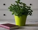 5 ბენეფიციარი მცენარეები, რომლებიც ადვილად იზრდებიან სახლში 8752_3