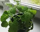 家で成長するのが簡単な5つの有益な植物 8752_4