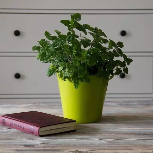 5 hyödyllistä kasveja, jotka ovat helppo kasvamaan kotona 8752_5
