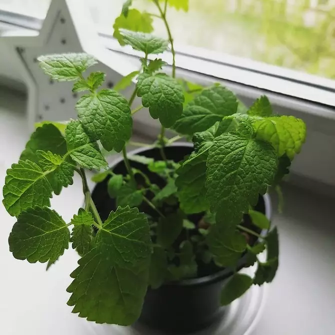 5 plantes beneficioses que són fàcils de créixer a casa 8752_6