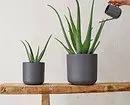 5 fordelaktige planter som er enkle å vokse hjemme 8752_7