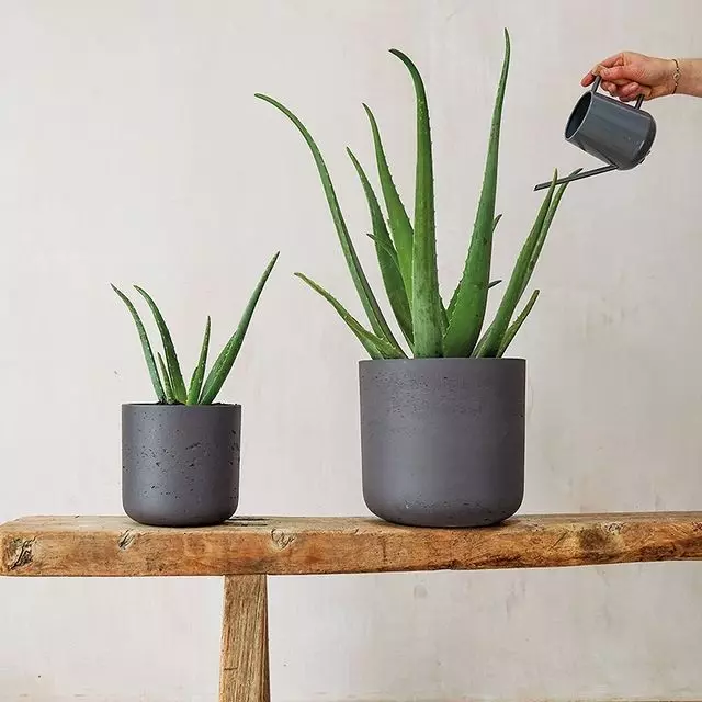 5 plantas benéficas que são fáceis de crescer em casa 8752_9