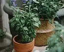 7 plantas domésticas que causam alergias 8771_2