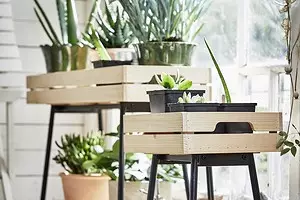 Hivernacle decoratiu i 8 novetats més útils d'IKEA per a plantes domèstiques 8774_1