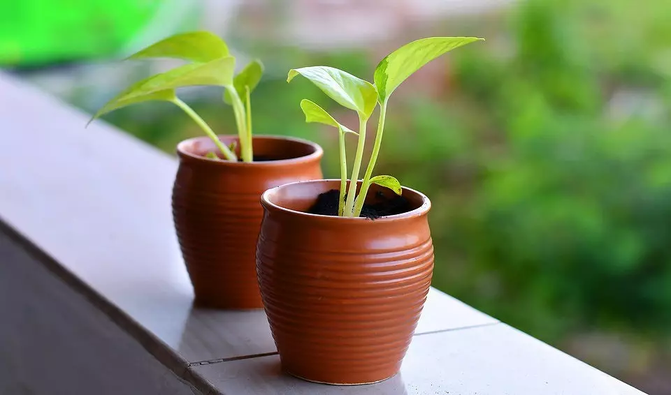 8 plantas útiles para el cultivo de plantas para aquellos que nunca han tenido éxito. 8780_3