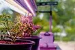 Zgjidhni një llambë për kopsht në shtëpi: 2 parametra të rëndësishëm