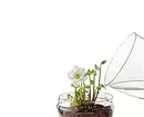 Kashpo lampy, rastliny v nábytku a 7 viac kreatívnych nápadov pre domáce skleníky 8838_42