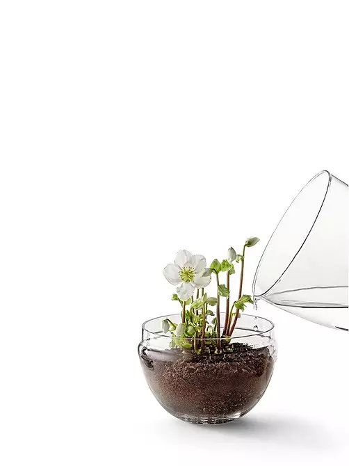 Lámpadas de Kashpo, plantas en mobles e 7 ideas máis creativas para invernadoiros domésticos 8838_46