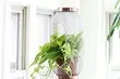 7 Hacks de diseño simple y fresco de IKEA para plantas de interior