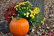 8 ways to decorate the garden in the fall, when everything started and oped