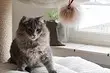 7 giocattoli fatti in casa per gatti che si adattano agli interni moderni