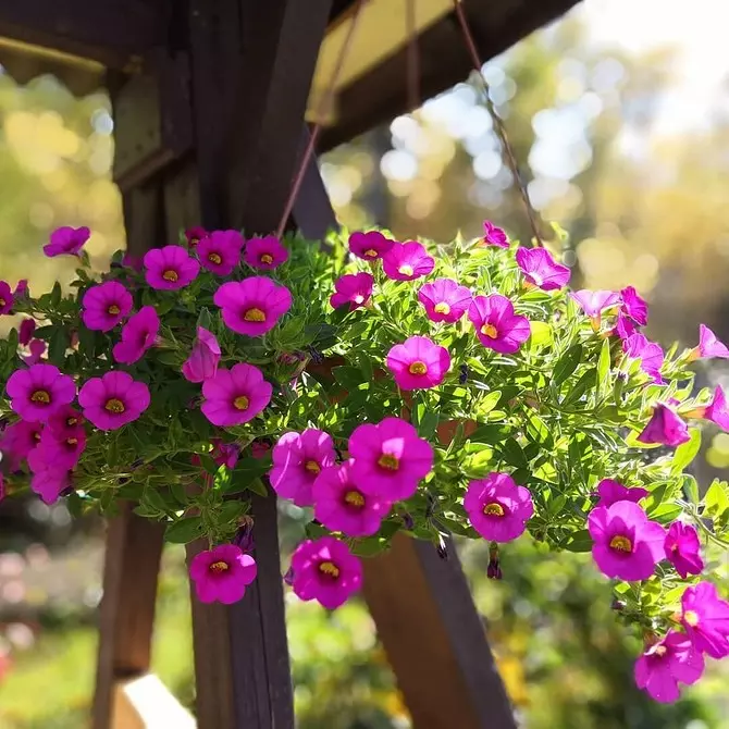 Prekrasna cvjetnjaka u dvorištu privatne kuće: 35 fotokomomoznih koji pretvaraju malu parcelu 9097_34