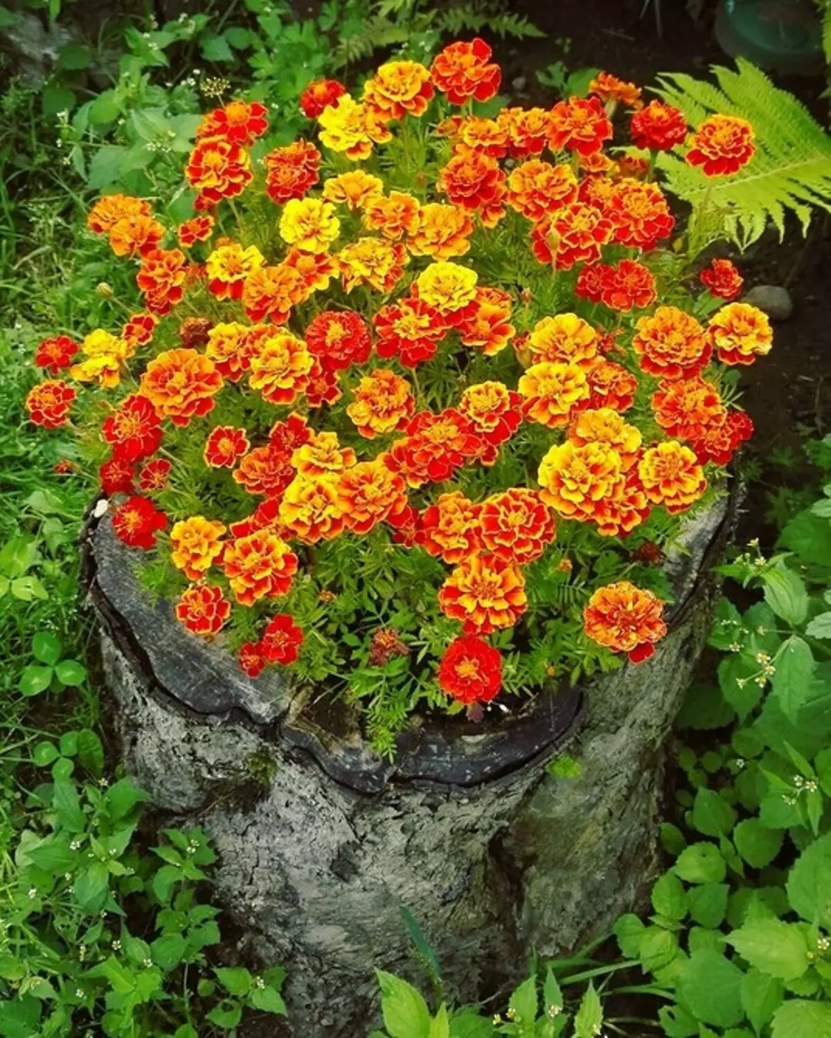 Gyönyörű virágágyások egy magánház udvarán: 35 olyan fotokompozíciók, amelyek egy kis telek konvertálódnak 9097_57