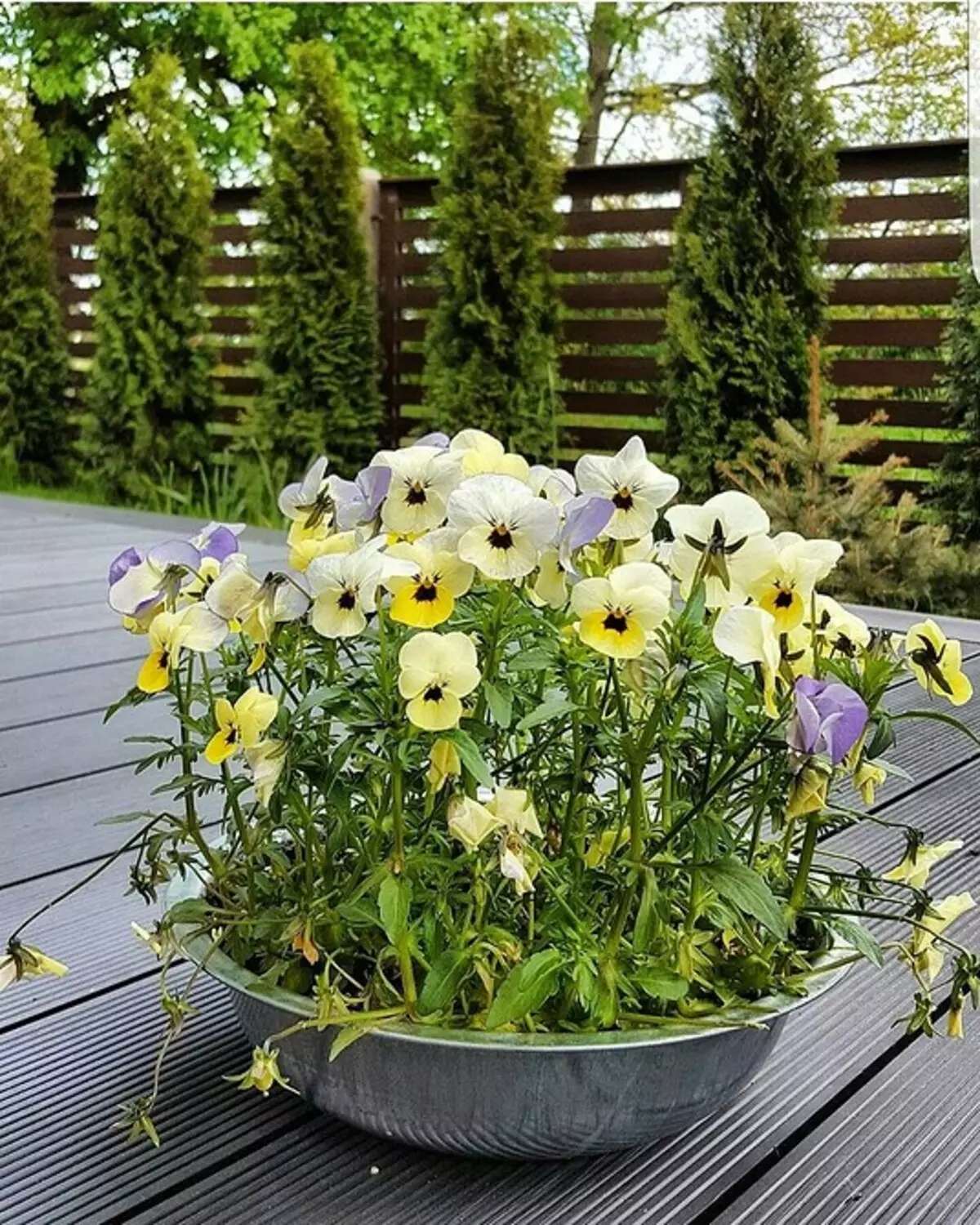 Gyönyörű virágágyások egy magánház udvarán: 35 olyan fotokompozíciók, amelyek egy kis telek konvertálódnak 9097_69