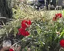 Virág tervezése a kertben a saját kezével: hasznos tippek és fotók, amiket szeretsz 9117_10