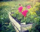 Hartimi i luleve në kopsht me duart tuaja: këshilla dhe foto të dobishme që ju pëlqen 9117_111