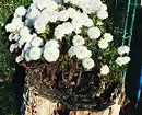 Hartimi i luleve në kopsht me duart tuaja: këshilla dhe foto të dobishme që ju pëlqen 9117_28