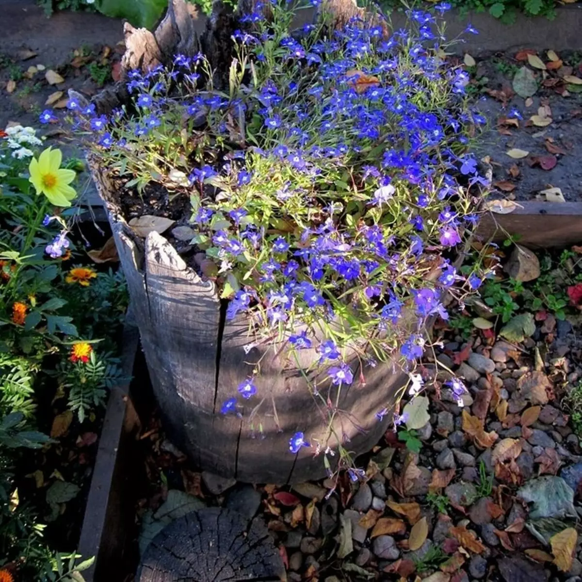 Deseño de flores no xardín coas súas propias mans: consellos e fotos útiles que lle gusta 9117_32