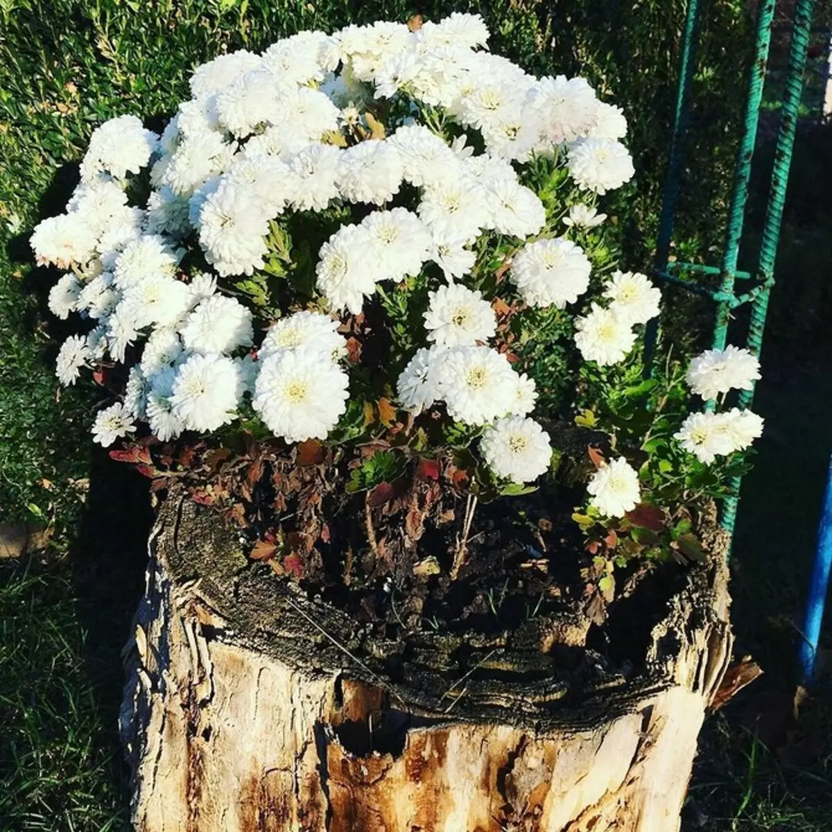 बगैंचामा फूलहरूको डिजाइन तपाईंको आफ्नै हातको साथ: उपयोगी सल्लाहहरू र फोटोहरू जुन तपाईंलाई मनपर्दछ 9117_39