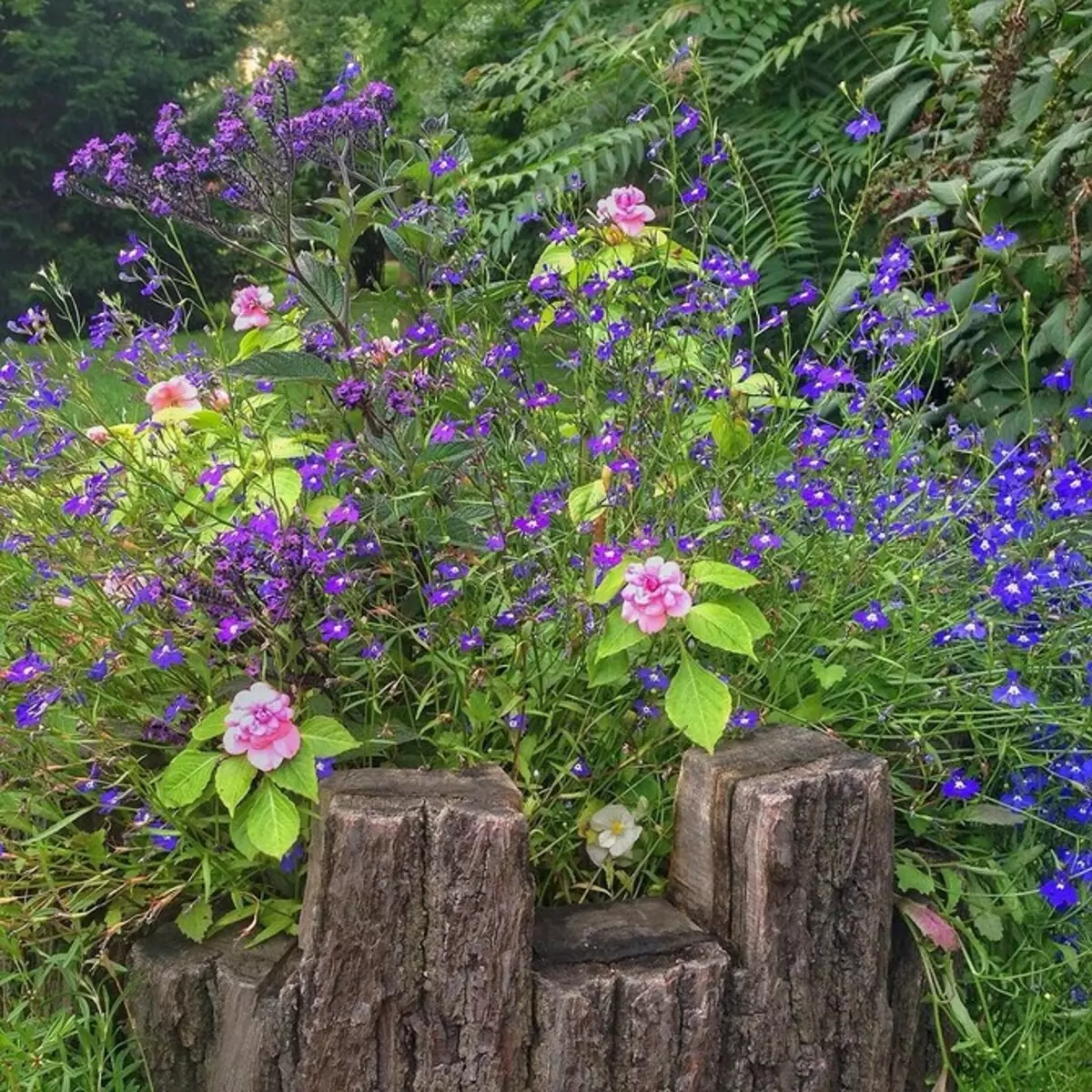 Deseño de flores no xardín coas súas propias mans: consellos e fotos útiles que lle gusta 9117_41