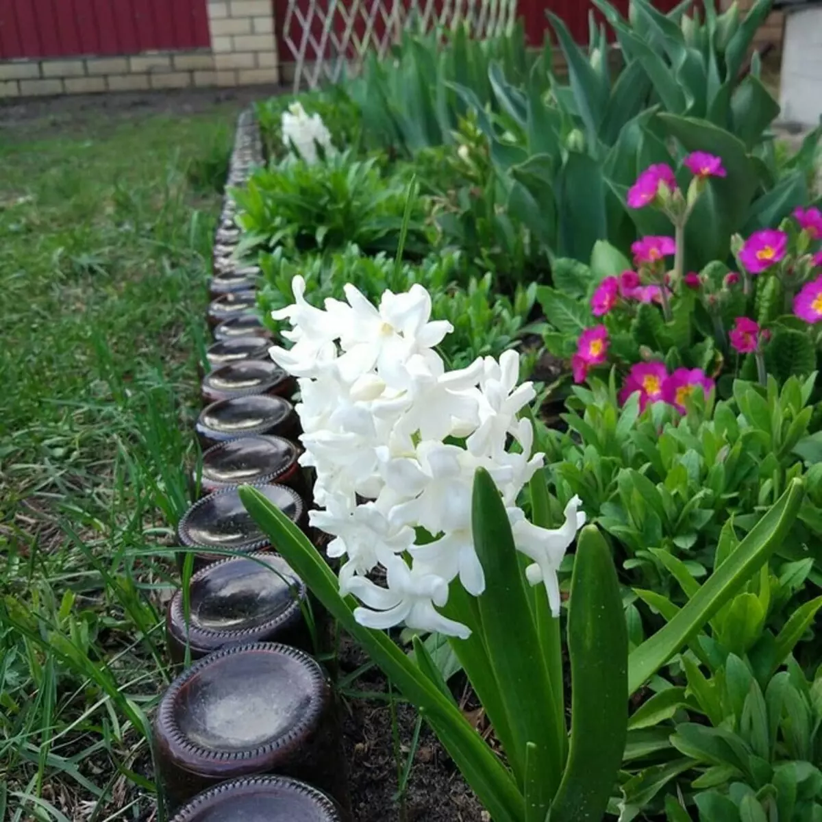 Deseño de flores no xardín coas súas propias mans: consellos e fotos útiles que lle gusta 9117_90