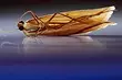 Kepiye cara nyingkirake moth ing apartemen: cara perjuangan lan pencegahan efektif