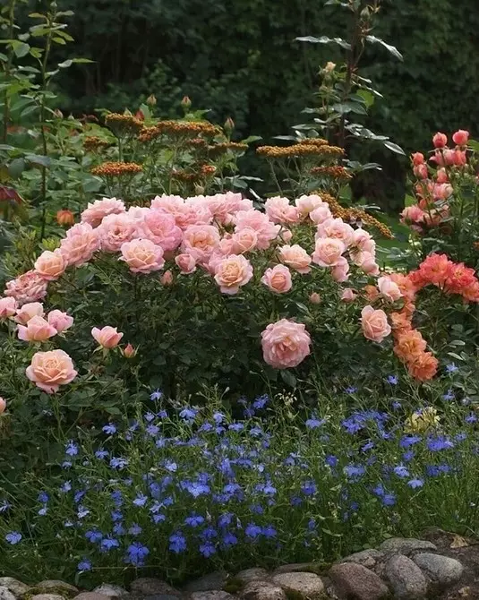 गुलाब के साथ फूलों के बिस्तरों की सजावट: उपयोगी टिप्स और सुंदर रचनाओं की 65+ तस्वीरें 9137_106