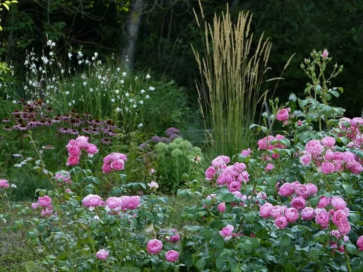 Decoración de camas de flores con rosas: consellos útiles e 65 fotos de fermosas composicións 9137_113