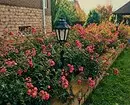 Decorazione di aiuole con rose: consigli utili e 65+ foto di belle composizioni 9137_118