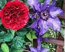 Decoración de camas de flores con rosas: consellos útiles e 65 fotos de fermosas composicións 9137_125