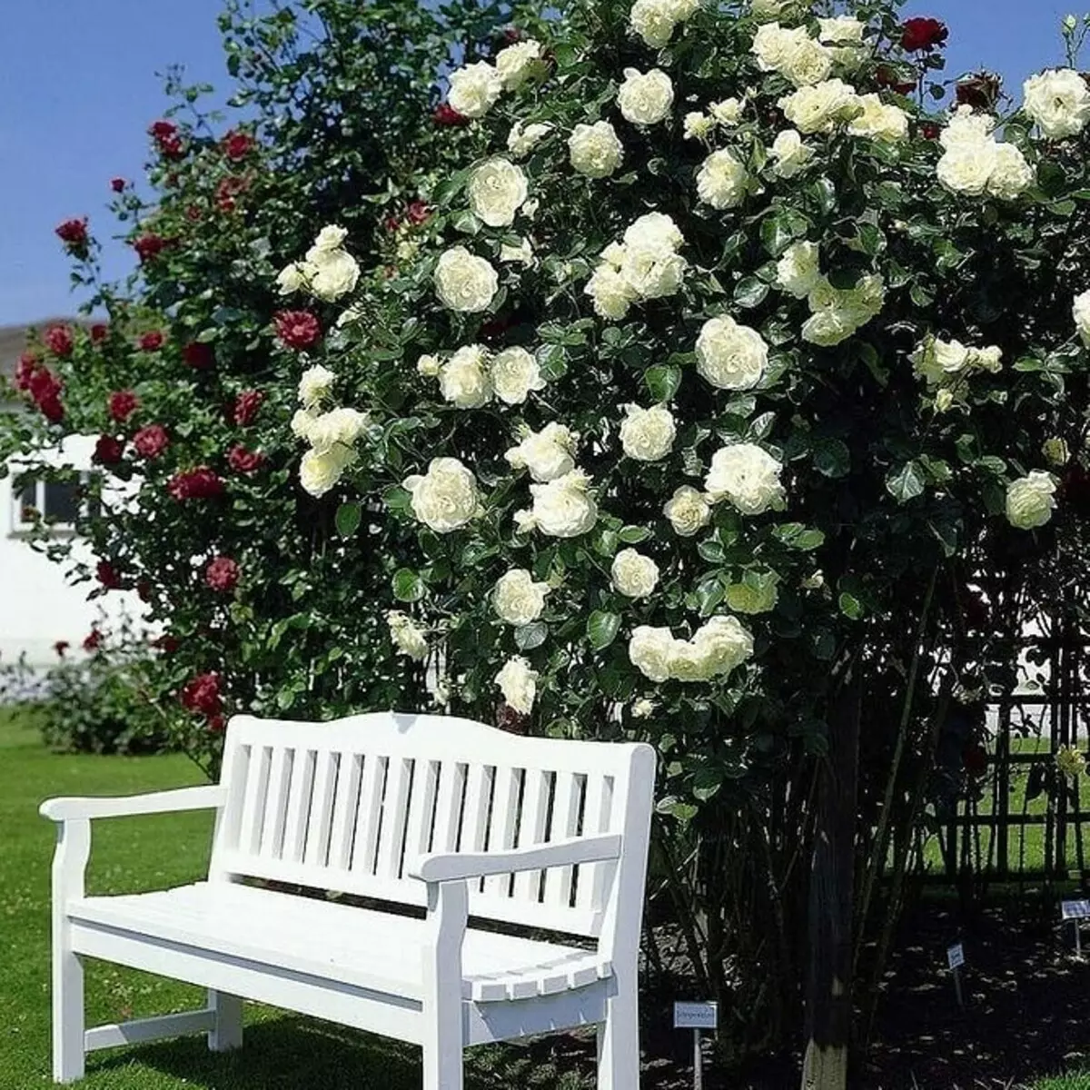 Decorarea paturilor de flori cu trandafiri: Sfaturi utile și 65+ fotografii de compoziții frumoase 9137_13