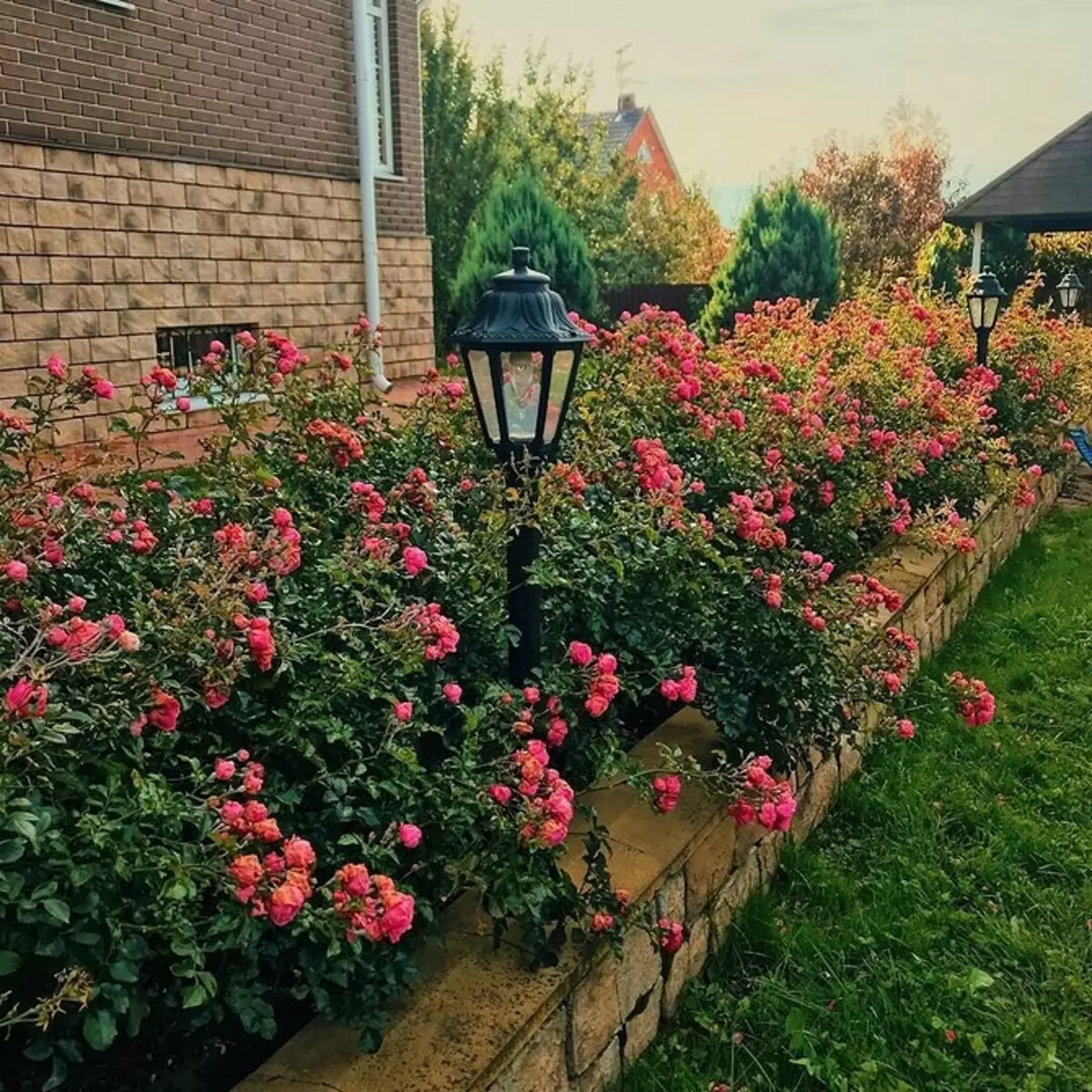 Decorazione di aiuole con rose: consigli utili e 65+ foto di belle composizioni 9137_134